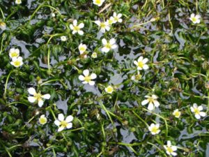 　バイカモ（梅花藻）。梅の花のようなかわいらしい白い花が、濃い緑の葉に美しく映えます。
