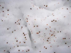 　雪の上に、ゴマをばらまいたようなものが見えました。近づいてよく見ると、大きさは5ミリほど。そのはるか上には桜の木があり、どうやら芽の１番上の皮がはがれ落ちたもののようです。