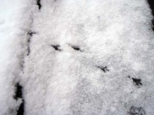 雪に残っていた小鳥の足あと。