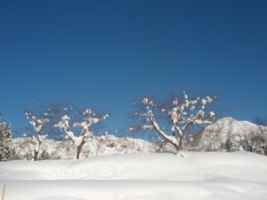 お墓の周りの桜の木と積もった雪と青い空のコントラストがさわやかでした。