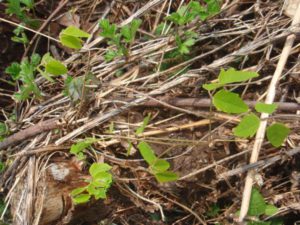 ミツバアケビの新芽。この辺りでは「キノメ」と呼ばれます。