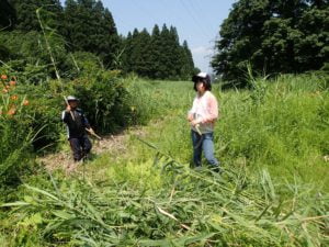 使われなくなった棚田の跡地をビオトープとして活用している大明神地区でヨシを刈る