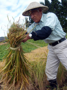 A Villager taught how to bind straw in sheaves to a participant.