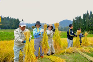 刈った稲を束ねる作業を習う。これが一番難しい。