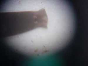 顕微鏡で見たプラナリアの頭部。平べったい頭に丸い2つの目が見えます。